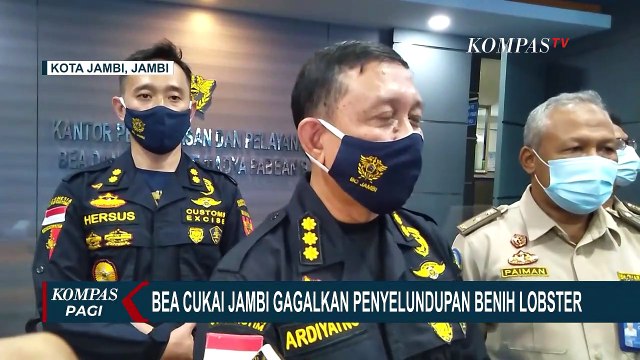 Penyelundupan Ribuan Benih Lobster Dalam Kardus Rokok Digagalkan di Jalan Lintas Sumatera