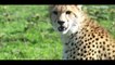 Lion Saves Baby Deer From Hungry Leopard Tiger_HD