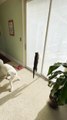 Cat and Dog Try to Catch Lizard on the other Side of Screen Door