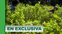 Este es el plan para reanudar aspersión aérea de cultivos ilícitos en Colombia