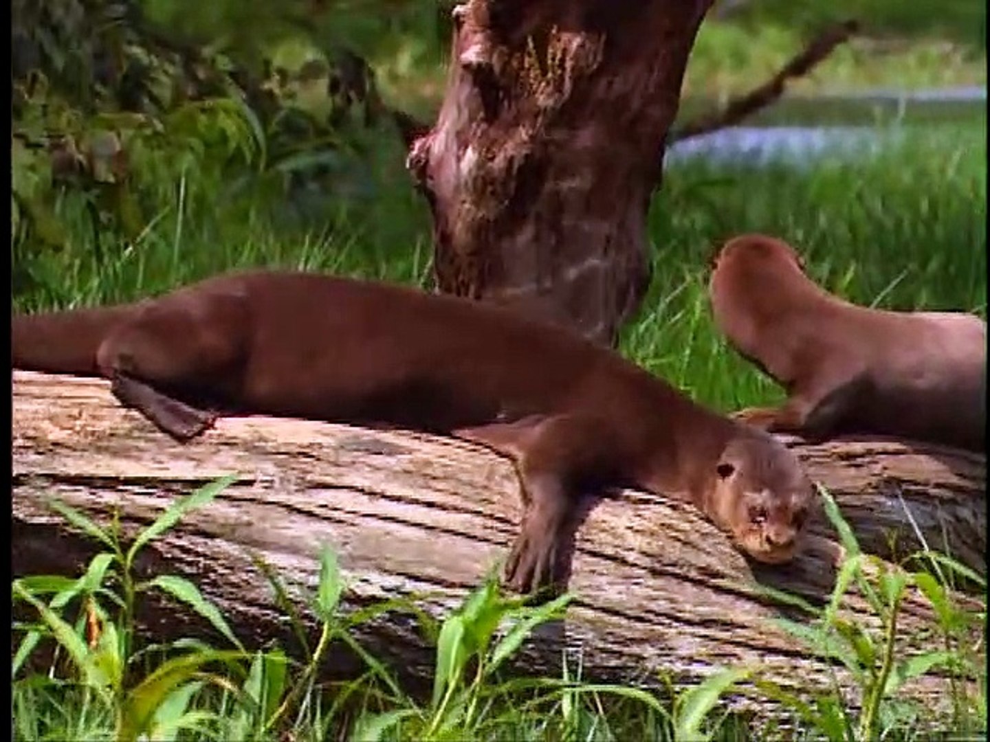 Baby Einstein Wild Animal Safari Violet S Wild Animal Portraits 2010 Video Dailymotion