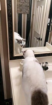 Sponge the Cat Argues with Himself