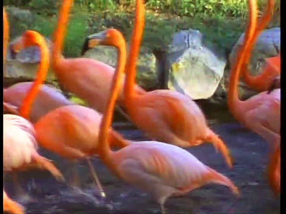 Baby Einstein - World of Colors - Vincent's World of Colors (2010)