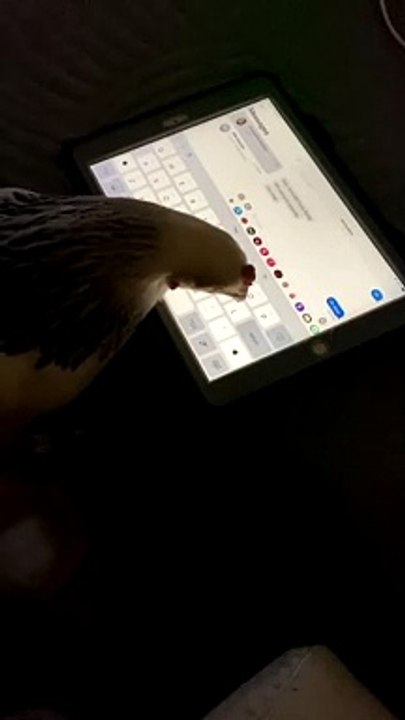 Chicken Texting a Message