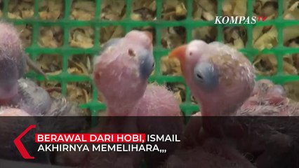 Love Bird Cantik Nan Merdu, Diburu Pencinta Burung