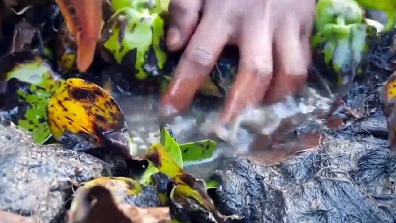Unbelievable Fishing Technique Zigzag Eel Shelter Meet  Catching Lot Unique IdeaBest Fish Finding | CreativeVilla.