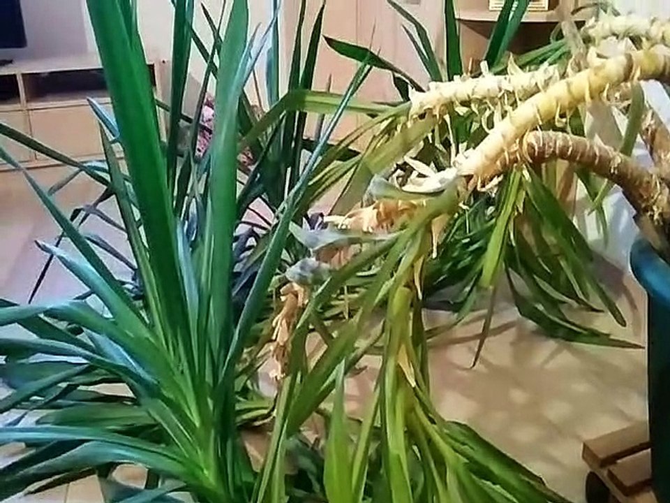 Tiktok Le roi de la jungle