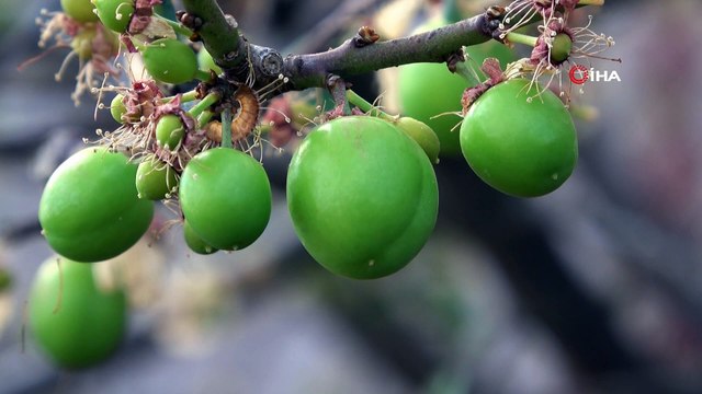 Örtü altı turfanda erik çıktı, sezonun ilk eriğinin kilosu 200 liradan satın alındı