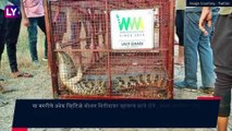 Crocodile Roaming Sewers Of Navi Mumbai Finally Rescued: नवी मुंबईच्या नाल्यात आढळली मगर