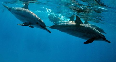 'Esaret altındaki yunusların gülüşüne aldanmayın, intiharın eşiğindeler'