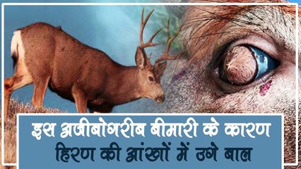 इस अजीबोगरीब बीमारी के कारण हिरण की आंखों में उगे बाल, वैज्ञानिक और डॉक्टर्स भी हुए हैरान!