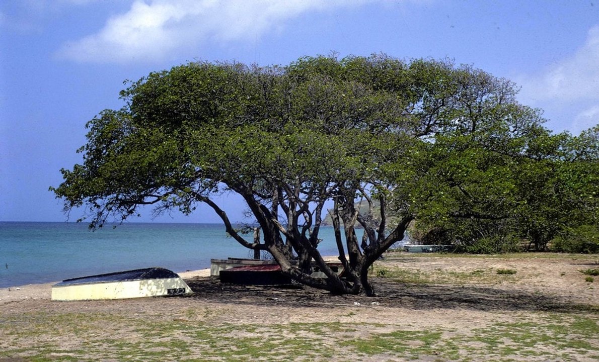 Cet arbre est considéré comme le plus dangereux au monde
