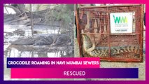 Crocodile Roaming Sewers Of Navi Mumbai Finally Rescued