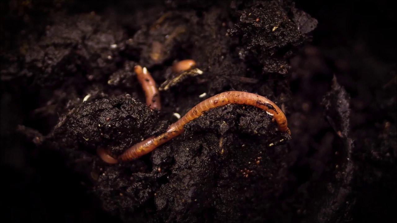How Composting Benefit Your Garden?