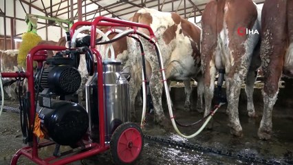 - Devlet desteğiyle kurulan süt çiftliği Avrupa standardında hizmet veriyor