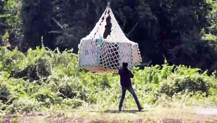 إطلاق عشرة قردة أورانغ أوتان في الطبيعة في بورنيو وسط تهديد كورونا