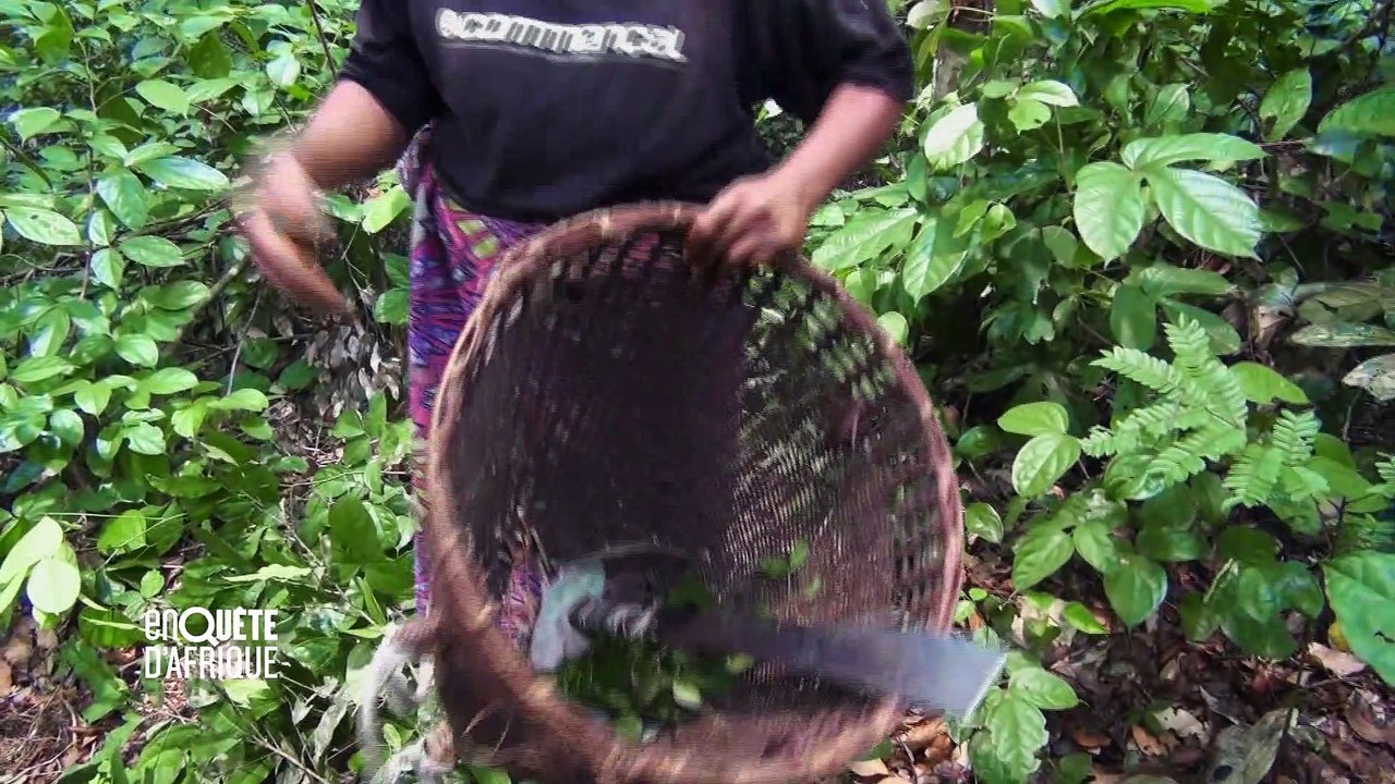 L’AFRIQUE AU FÉMININ – Reportage "Angélique, la voix de Pygmées Aka" (Congo)