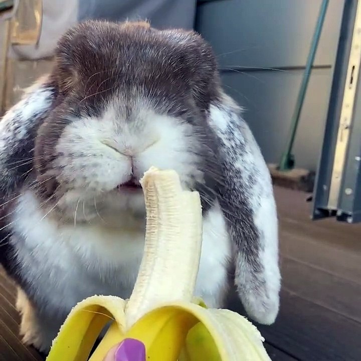 Cute bunny eating banana, cute rabbit eating banana video Dailymotion