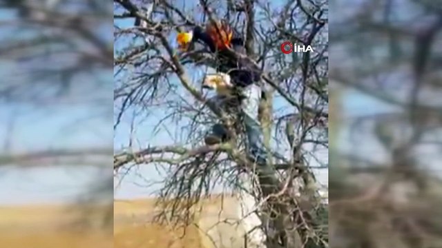 Çıktığı ağaçta mahsur kalan kediyi vatandaşlar kurtardı
