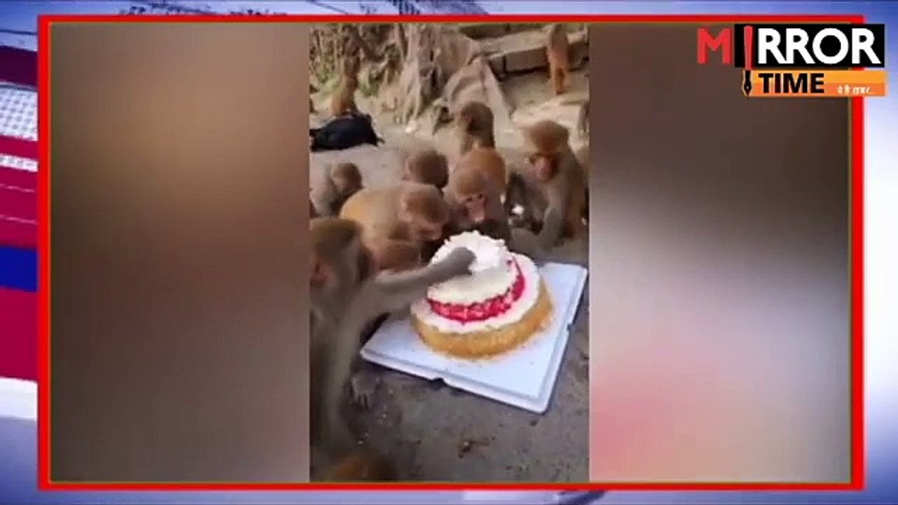 बंदरों ने मनाया birthday मेहमान बने लोग और बजाई तालियां