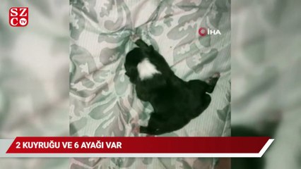 ABD'de bir köpek 6 ayaklı ve iki kuyruklu doğdu