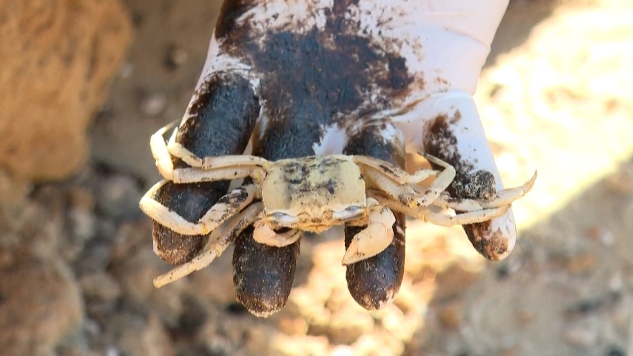 Meerestiere fallen mysteriöser Ölpest zum Opfer