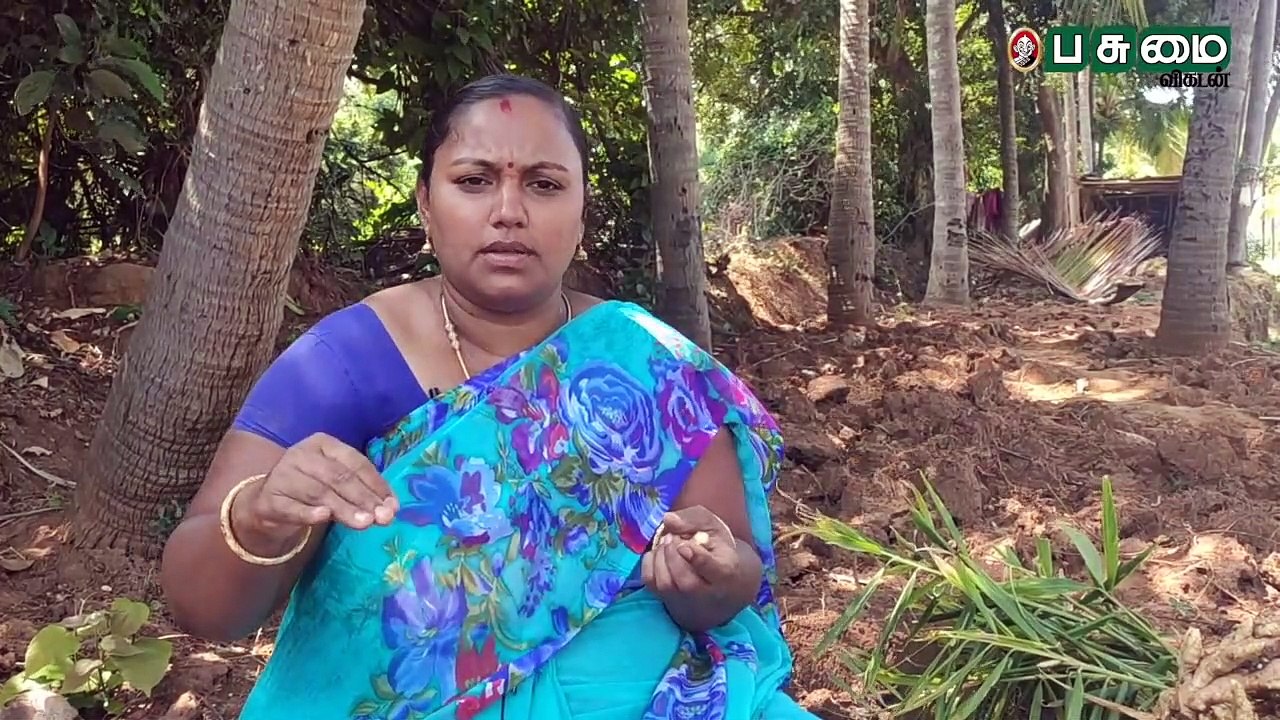 50 சென்டில் 1 லட்சம் லாபம்... அசத்தும் இஞ்சி சாகுபடி! Ginger Cultivation