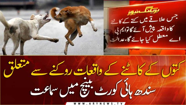 Hearing in Sindh High Court bench regarding prevention of dog bites