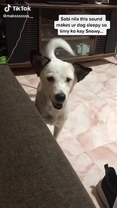 Doggy