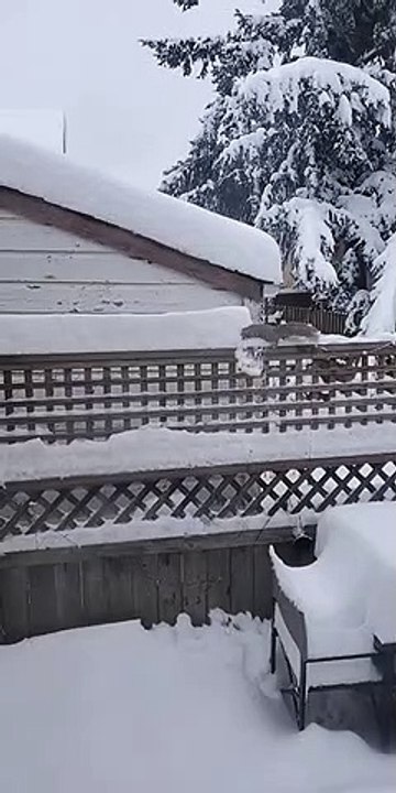Squirrel Plows Through Thick Snow