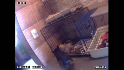 En Alemania aumentan las mascotas en casa tras el confinamiento