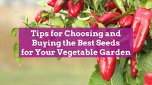 Tips for Choosing and Buying the Best Seeds for Your Vegetable Garden