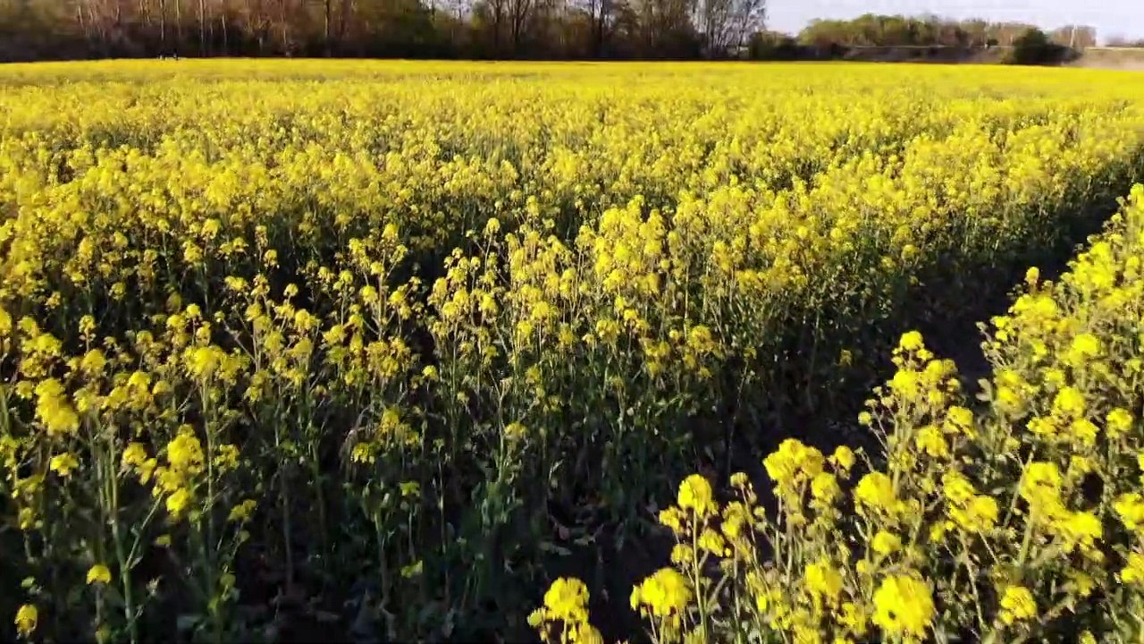 Der deutsche Wald ist 'krank' - Politik in Sorge