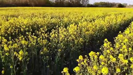 Der deutsche Wald ist "krank" - Politik in Sorge