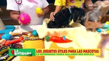 Aprendemos qué juguetes son útiles para nuestras mascotas