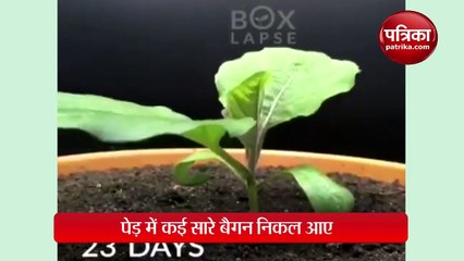 प्रकृति का जादू: देखिए कैसे एक बीज से गमले में उग गए कई सारे बैगन