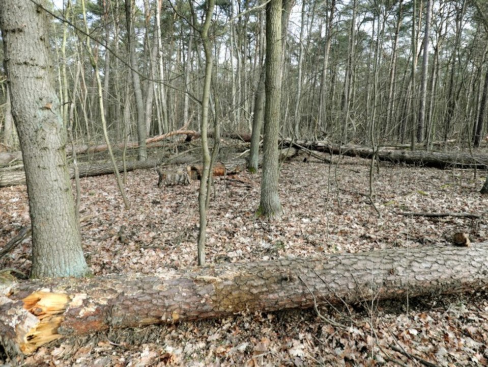 Erschreckende Zahlen: Die deutschen Wälder "sind krank"