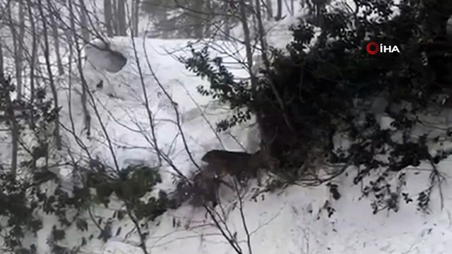 Dereye düşen karacayı kepçe operatörü kurtardı
