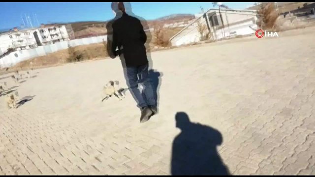 Aç kalan yavru köpekleri vatandaş besledi
