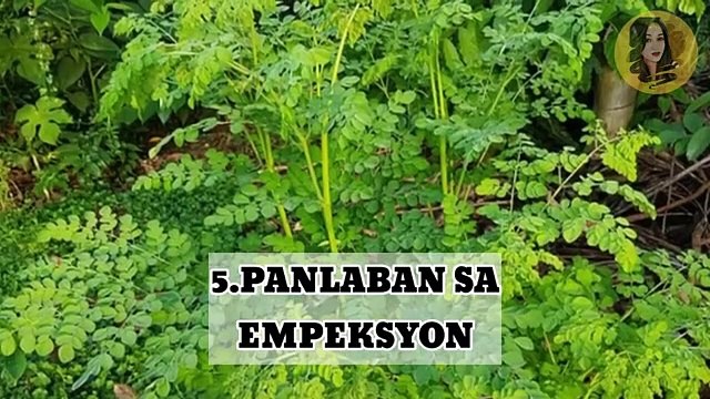 BENEPISYO NG MALUNGGAY | MGA SAKIT NA KAYANG PAGALINGIN | MORINGA HEALTH BENEFITS | Miss Benefits TV