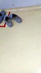 Cobra Curled Up in Shoe