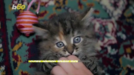 Do You Think Your Cat Ignores You Sometimes? You May Be Right