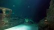 Les requins nagent dans leur bassin à l'Océarium, leur aquarium du Croisic, privés de visiteurs
