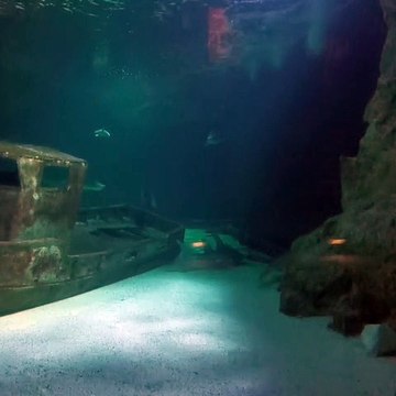 Les requins nagent dans leur bassin à l'Océarium, leur aquarium du Croisic, privés de visiteurs