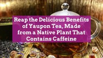 Reap the Delicious Benefits of Yaupon Tea, Made from a Native Plant That Contains Caffeine