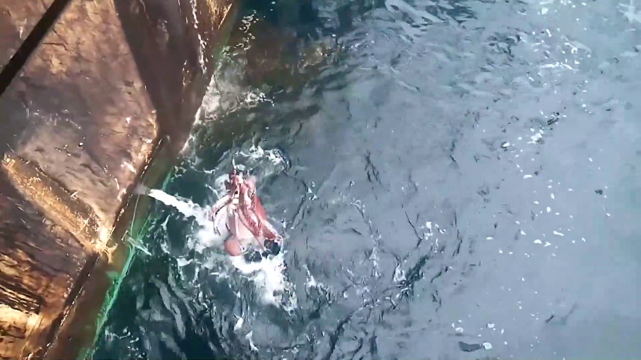 Le poulpe que ces pêcheurs capturent est monstrueux