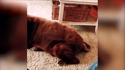 Quand le chien lache un gaz, le chat n'apprécie pas beaucoup