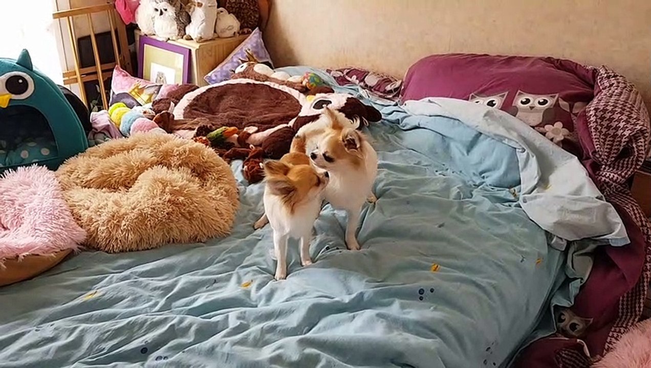 Les 2 frères : jeux sur le lit suite