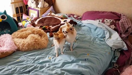 Les 2 frères : jeux sur le lit suite