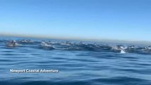 Asombrosa estampida de 2.000 delfines en el sur de California